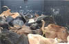 Cattle smuggling thwarted by Byndoor cops